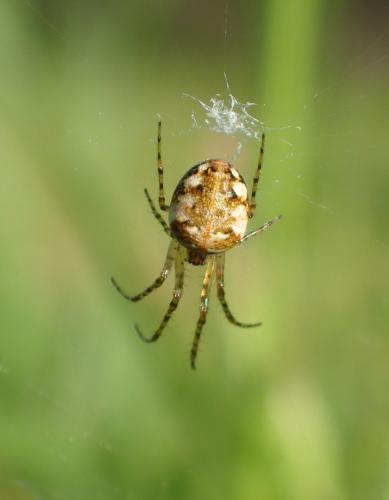 Metellina (mengei-segmentata)
